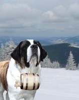 /album/soudky-1l-a-1l-bernardyn/pes-f3-jpg1/